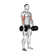 Biceps curl