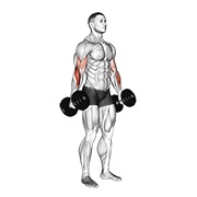Hammer curl v. 2