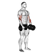 Revers grip biceps curl