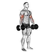 Standing biceps curl