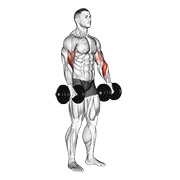 Biceps curl reverse